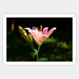 Pink Scented Lily under the apple tree. Sticker